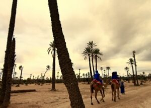 Escursioni in Cammello Da Marrakech